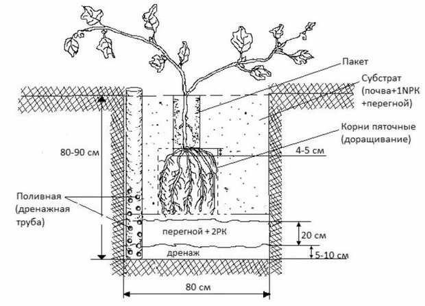 Схема посадочной ямы для саженца винограда с поливной трубой и дренажным слоем