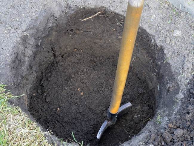 Посадочная яма глубиной в три штыка лопаты для саженца винограда