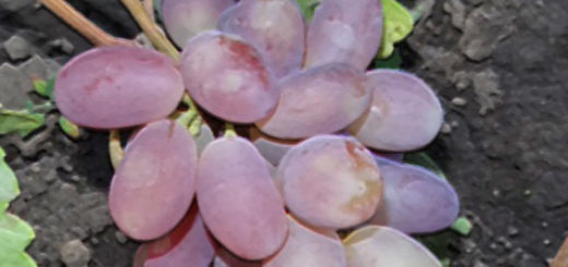 Спелые плоды на кисти винограда сорта Потомок Ризамата