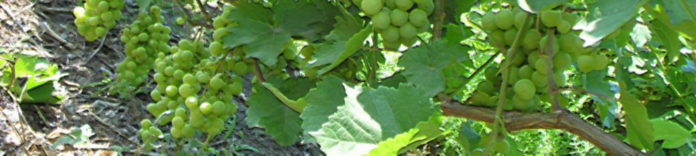 Дозревающие плоды винограда сорта Прима Украины