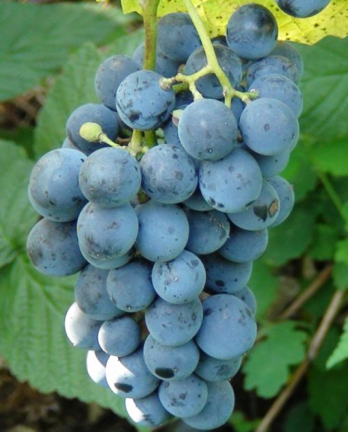 Кисть винограда сорта Каберне Северный с шаровидными ягодами темно-синего окраса