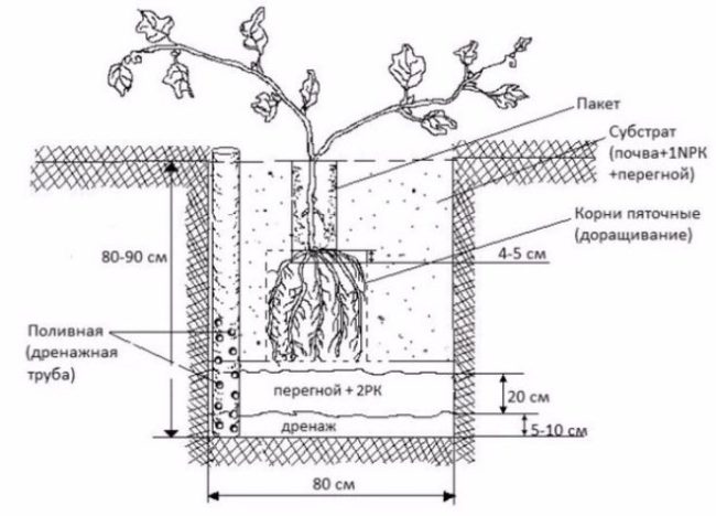 Схема подготовка ямы для посадки винограда Лидия