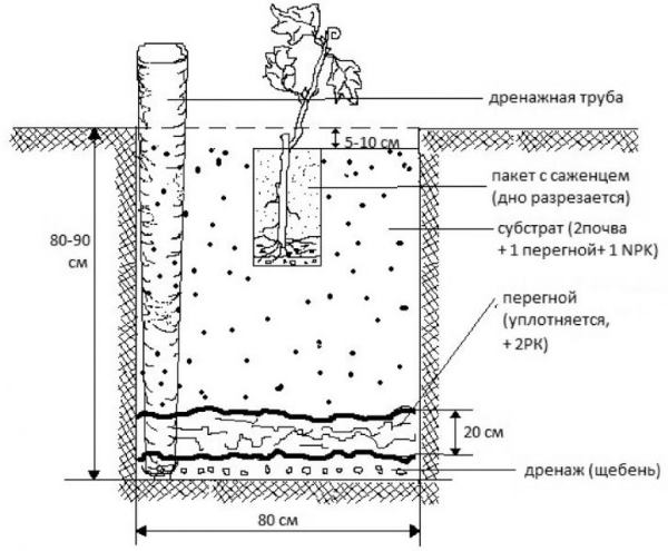 Схема посадочной ямы с дренажной трубой для саженца винограда