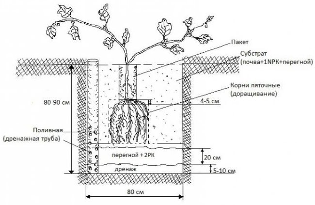 Схема посадочной ямы для винограда с дренажом и трубой прикорневого полива