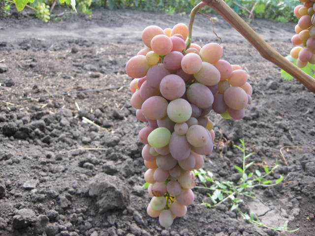 Сигнальная гроздь столового винограда Сиреневый Туман на двухлетнем кусту
