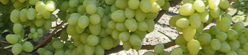 Плоды сорта винограда Настя вблизи на кисти