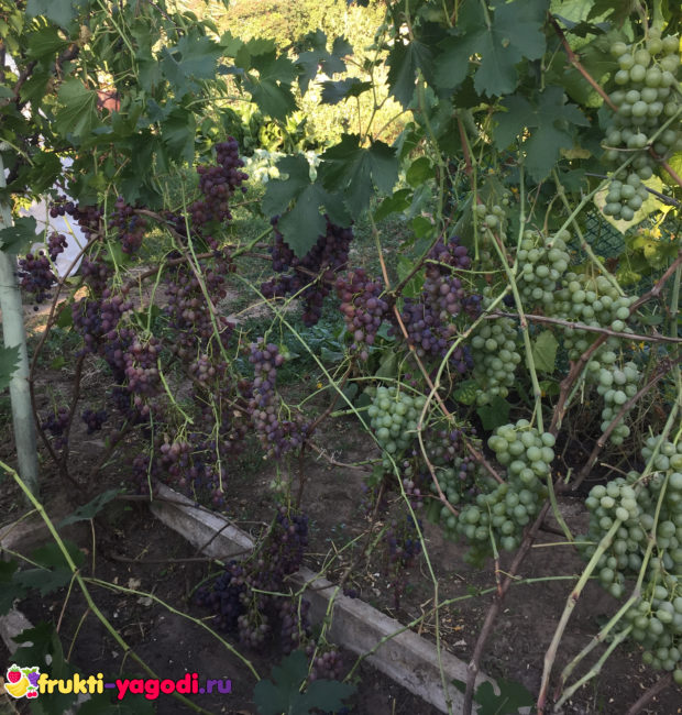 Период созревания ягод зелёные и спеющие плоды винограда Макси чёрный