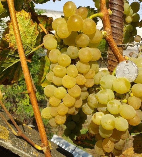 Две крупные грозди винограда Кристалл с медово-янтарными плодами