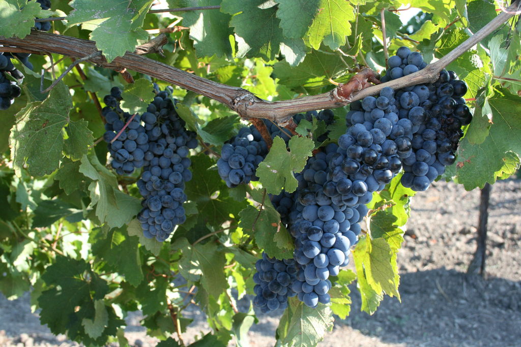 Технические сорта винограда для средней полосы россии с фото и описанием