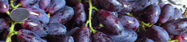 Спелые плоды вблизи сорта винограда Князь Трубецкой