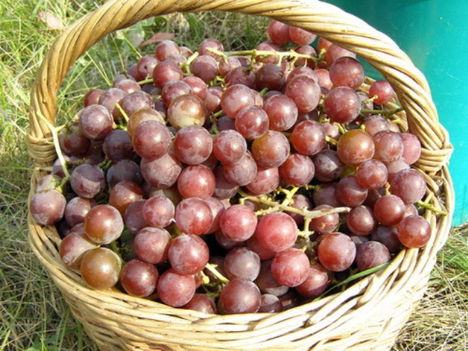 Виноград Лидия: описание сорта, фото и урожайность