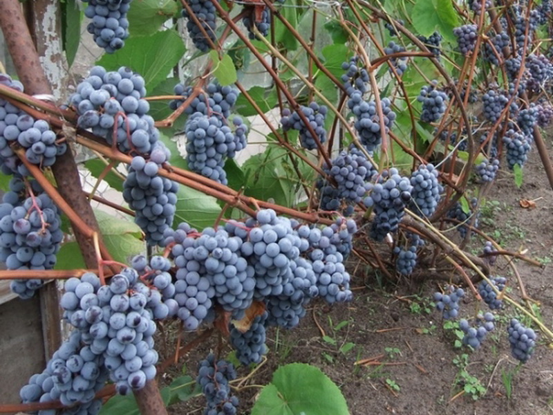 Лучшие сорта винограда для ленинградской области описание и фото
