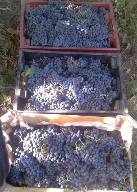 Пластиковые ящики с гроздьями синего винограда для переработки на сок
