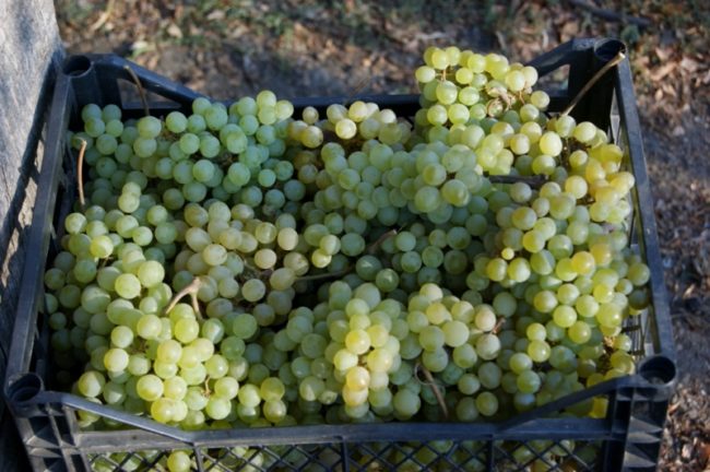 Пластиковый ящик с гроздьями винограда позднего сбора в Краснодарском крае
