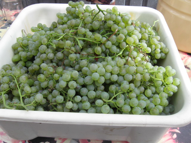 Пластиковая емкость с гроздьями винограда, собранными в конце августа