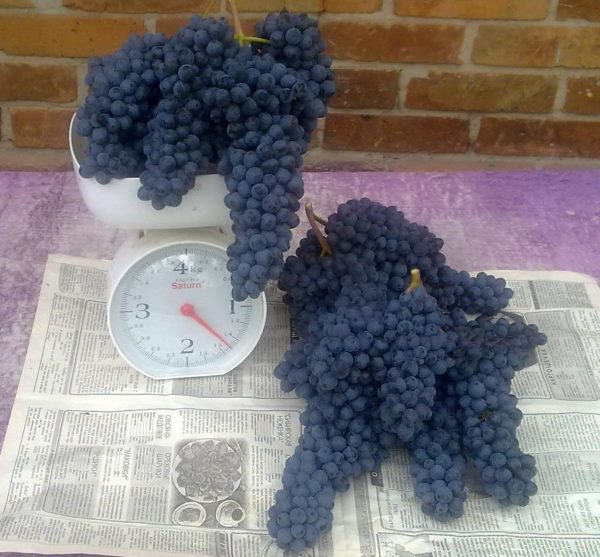 Грозди спелого винограда с синими ягодами на столе и бытовые механические весы