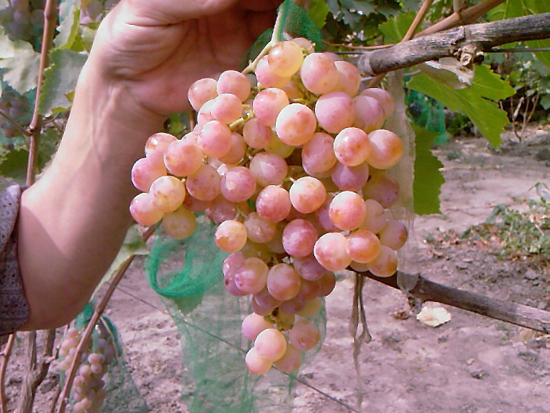 Особенности ухода и выращивания винограда Хамелеон