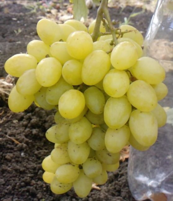 Кисть спелого винограда с овальными ягодами янтарно-зеленого оттенка