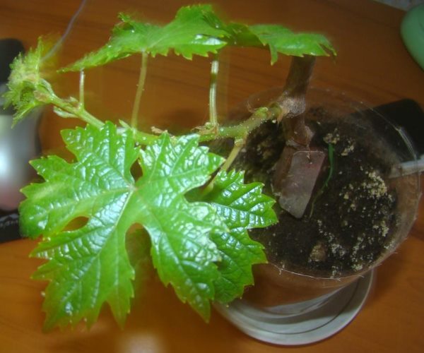 Укоренившийся черенок гибридного винограда с ярко-зелеными листьями