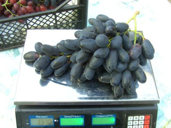 Спелая гроздь винограда Велика на весах