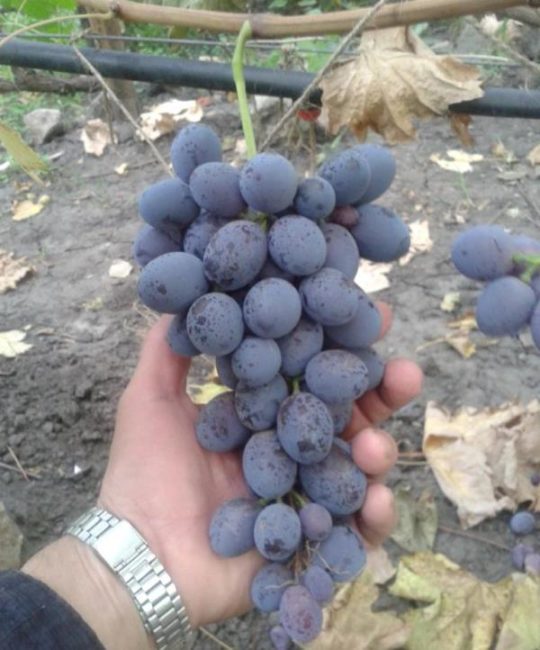 Кисть синего столового винограда среднего размера в руке садовода