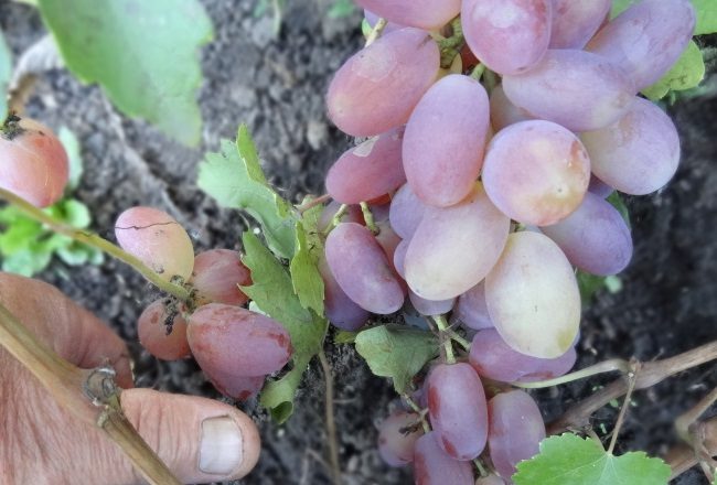 Сигнальная гроздь винограда гибридной формы Потомок Ризаната