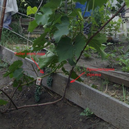 Куст винограда с сетками прошлого и текущего сезона