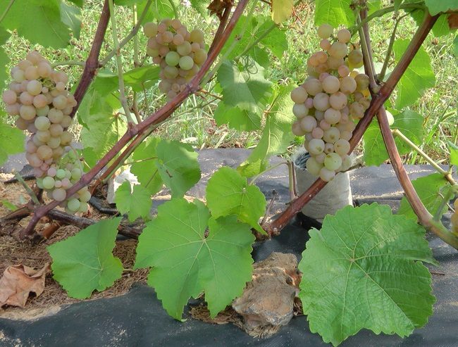 Ветки винограда технического сорта с перезрелыми гроздьями ягод и черное агроволокно вокруг куста