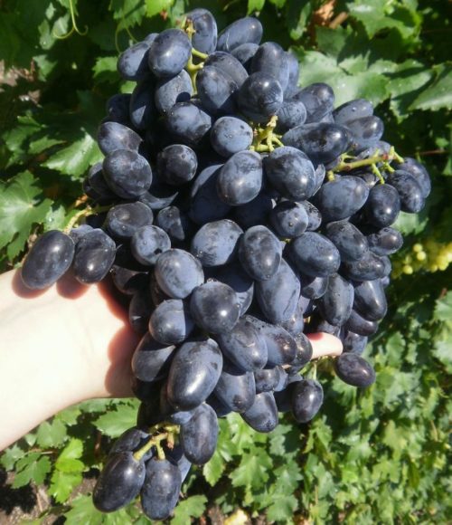 Крупная кисть гибридного винограда сорта Академик и рука садовода