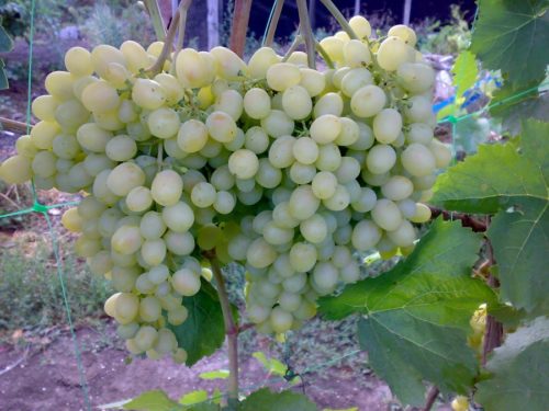 Крупные грозди столового винограда сорта Алешенькин с ягодами янтарного окраса