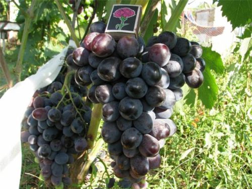 Грозди винограда гибридной формы Фуршетный и спичечный коробок