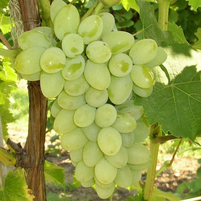 Крупная гроздь винограда с чуть вытянутой ягодой янтарно-зеленого оттенка