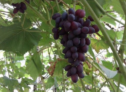 Кисть винограда средней плотности с ягодами фиолетового цвета с красным оттенком