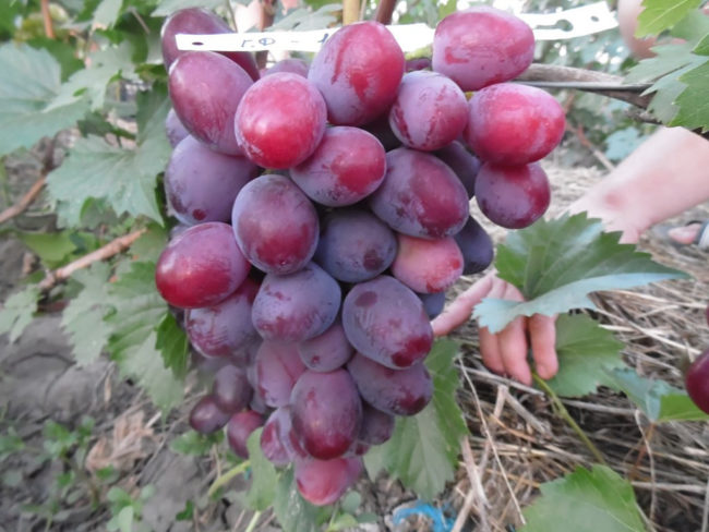 Кисть винограда Эверест с очень крупными плодами фиолетового окраса