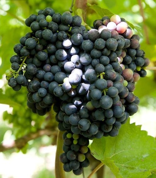 Грозди гибридного винограда универсального сорта Красень