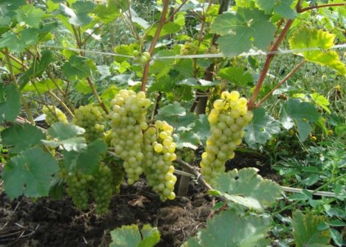 Среднерослый куст винограда Кристалл венгерской селекции