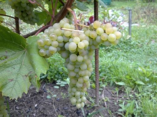 Ветвистая кисть винограда сорта Кристалл в стадии технической зрелости