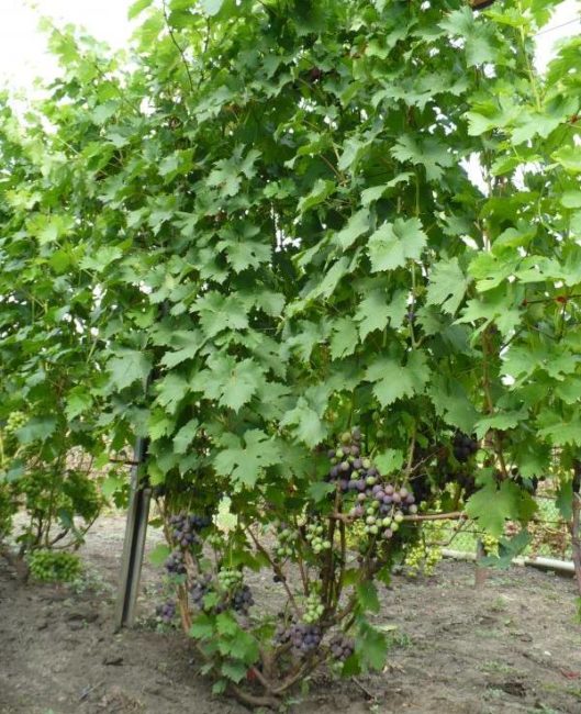 Куст винограда с длинными ветками и зелеными листьями на высокой шпалере
