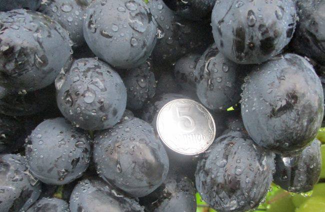 Темно-синие ягоды гибридного винограда сорта Ласточка и монетка
