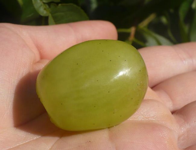 Крупная ягода столового винограда гибридного сорта Лора вблизи