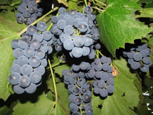 Грозди созревающего винограда сорта Молдова позднего срока плодоношения