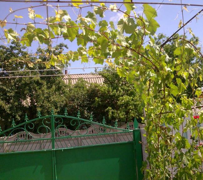 Виноградные стебли на арочной шпалере, перекрывающей пространство перед воротами