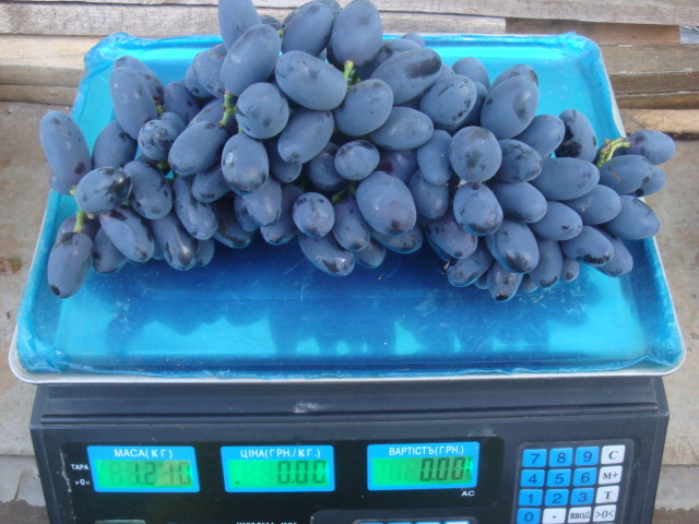 Крупная гроздь винограда с вытянутыми темно-синими ягодами и цифровые весы