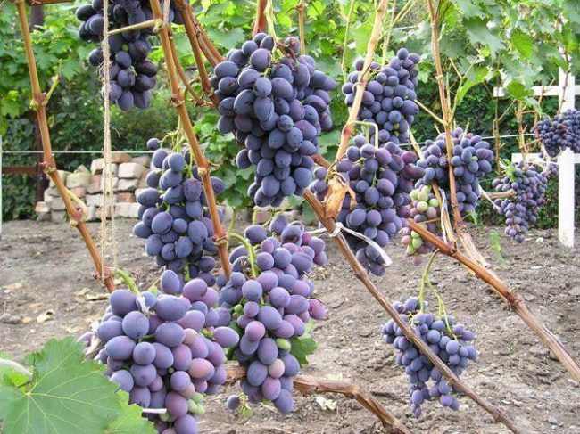 Ветки винограда с гроздьями крупных темно-синих ягод овальной формы