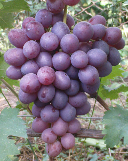 Крупная кисть гибридного винограда столового сорта Низина