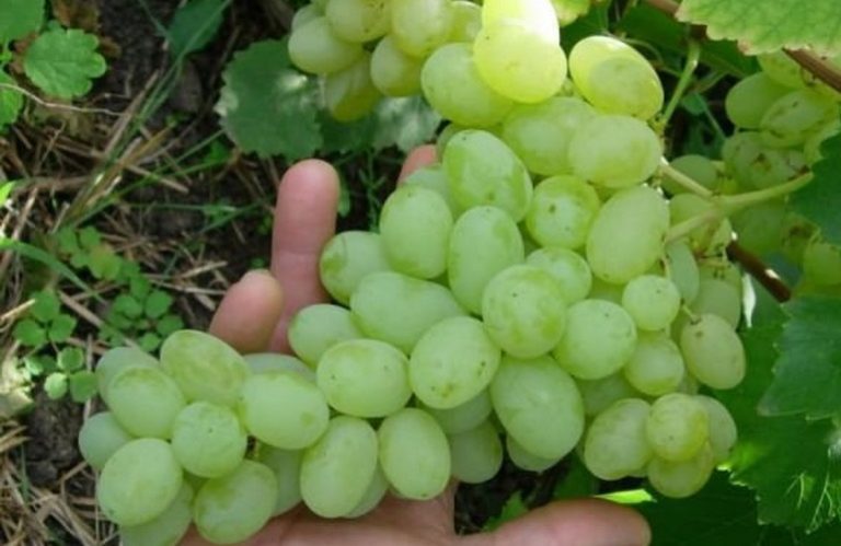 Лучшие сорта позднего винограда: посадка и уход