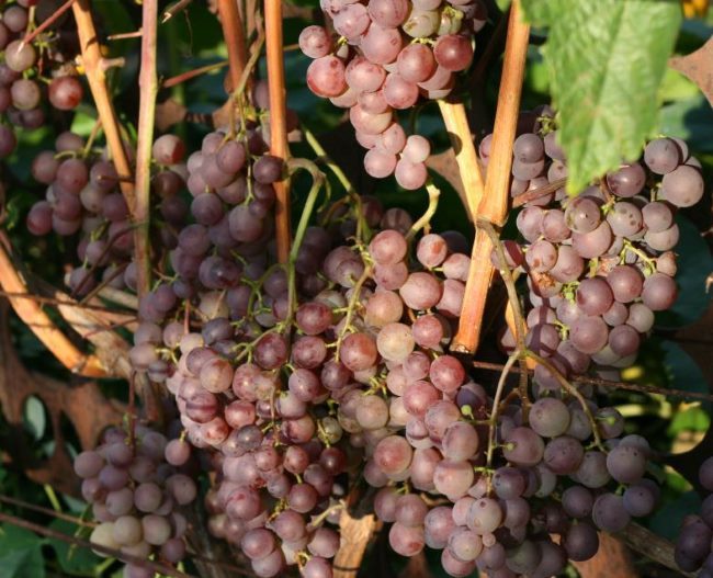 Кисти спелого винограда с ягодами размытого розово-сиреневого цвета 