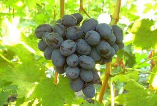 Кисть темного винограда столового сорта Руслан раннего срока созревания