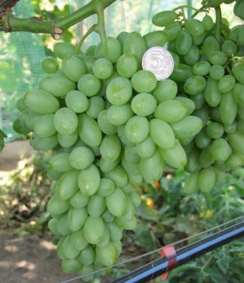 Крылатая гроздь винограда Столетие с вытянутыми ягодами зеленого оттенка