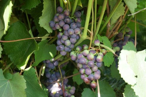 Кисти винограда Таежный на стадии окрашивания плодов